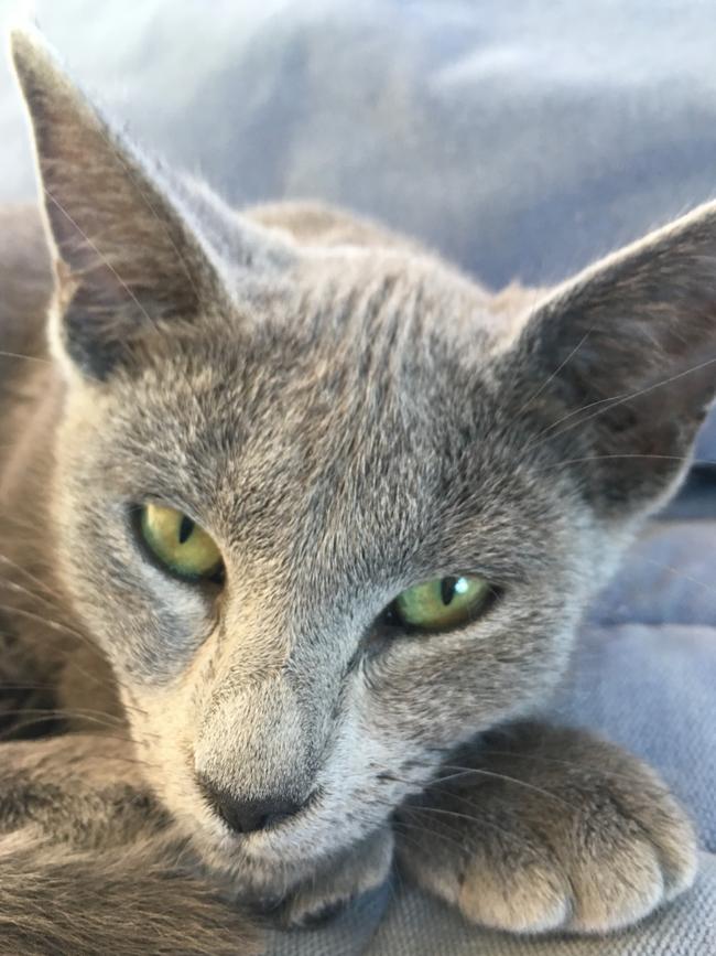 Senorita Loco: This crazy girl loves cuddles from her human siblings – and her fur brother the labrador. The Russian bluewas adopted from the AWL.