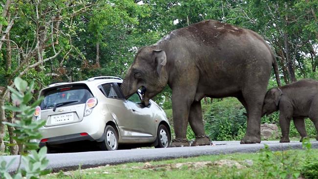 Elephant Steals Bag From Car