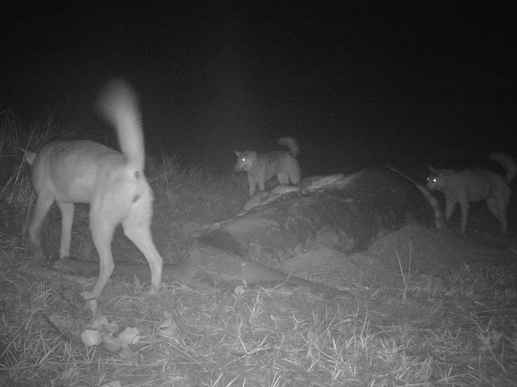 New photos show dingoes dining on dead humpback whale calves that washed up on K'gari.