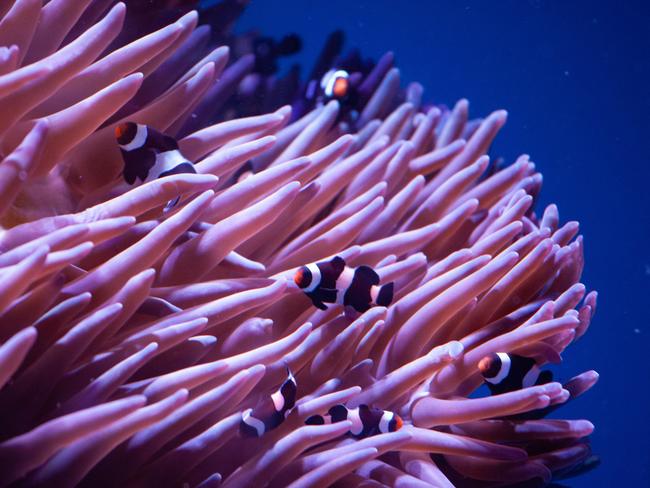 SEA LIFE Sydney Aquarium has welcomed 50 baby black and white Ocellaris Clownfish where they have quickly adapted to their new anemone. Image supplied by SEA LIFE Sydney Aquarium.