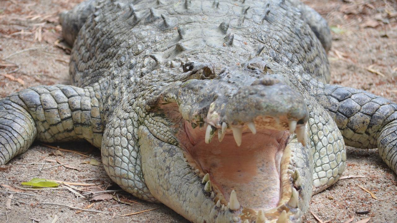 Cairns crocodiles: 10 of FNQ’s most famous and iconic crocs | Daily ...