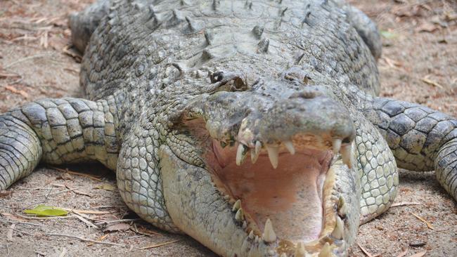 Babinda is known for his massive girth at The Wildlife Habitat in Port Douglas and once stalked boats and humans in Babinda.