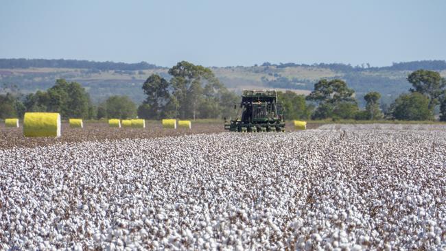 Cotton picking.