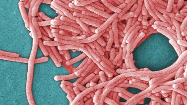 Five people are seriously ill with legionnaires disease, which is caused by the legionella bacteria. Picture: AP Photo/Janice Haney Carr