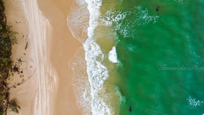 Sharks swim close to shore at Orchid Beach. PHOTO: Tamaralee Photography