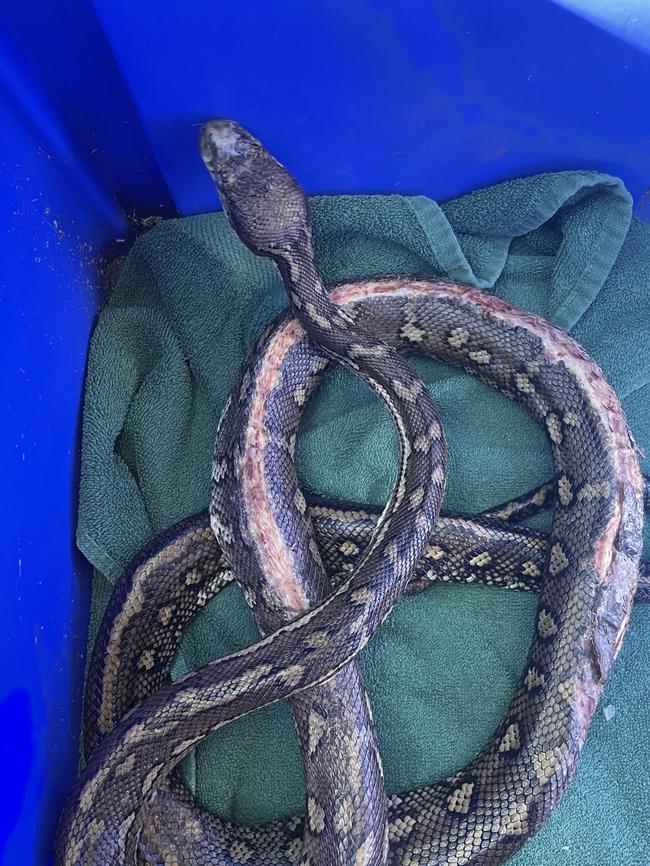 The team at Byron Bay Wildlife Hospital has been caring for this python, suspected of being the victim of a lawnmower in the Billinudgel region.