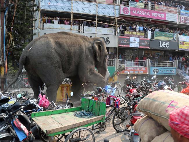 Indian bystanders watch as a wild elephant with a tranquillizer dart in its back side walks along a street in Siliguri on February 10, 2016. The adult male elephant was tranquilised and captured by wildlife officials and transported to a nearby forest. Picture: AFP PHOTO / Diptendu Dutta