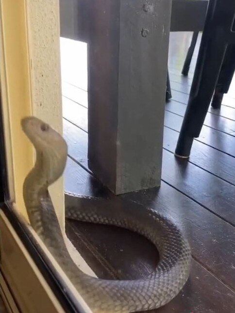 The snake literally knocked its head against the home’s glass door. Picture: TikTok