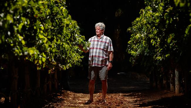 Ian Penno with some of his vines in Winkie, near Renmark. Picture: Matt Turner