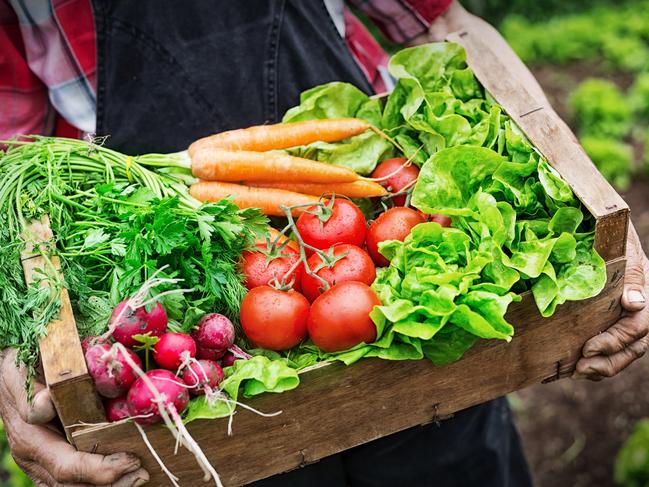 Growing your own vegetables is the cheapest way to put healthy food on the table.