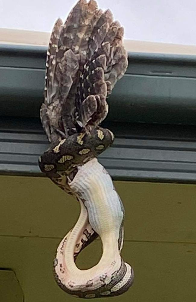 The snake took quite a while to finish its large meal. Picture: Supplied