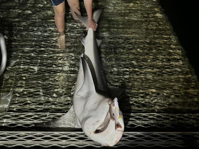 Robert Mostyn captured this 1.5m bull shark off the Kingfisher jetty on K'gari on January 14.