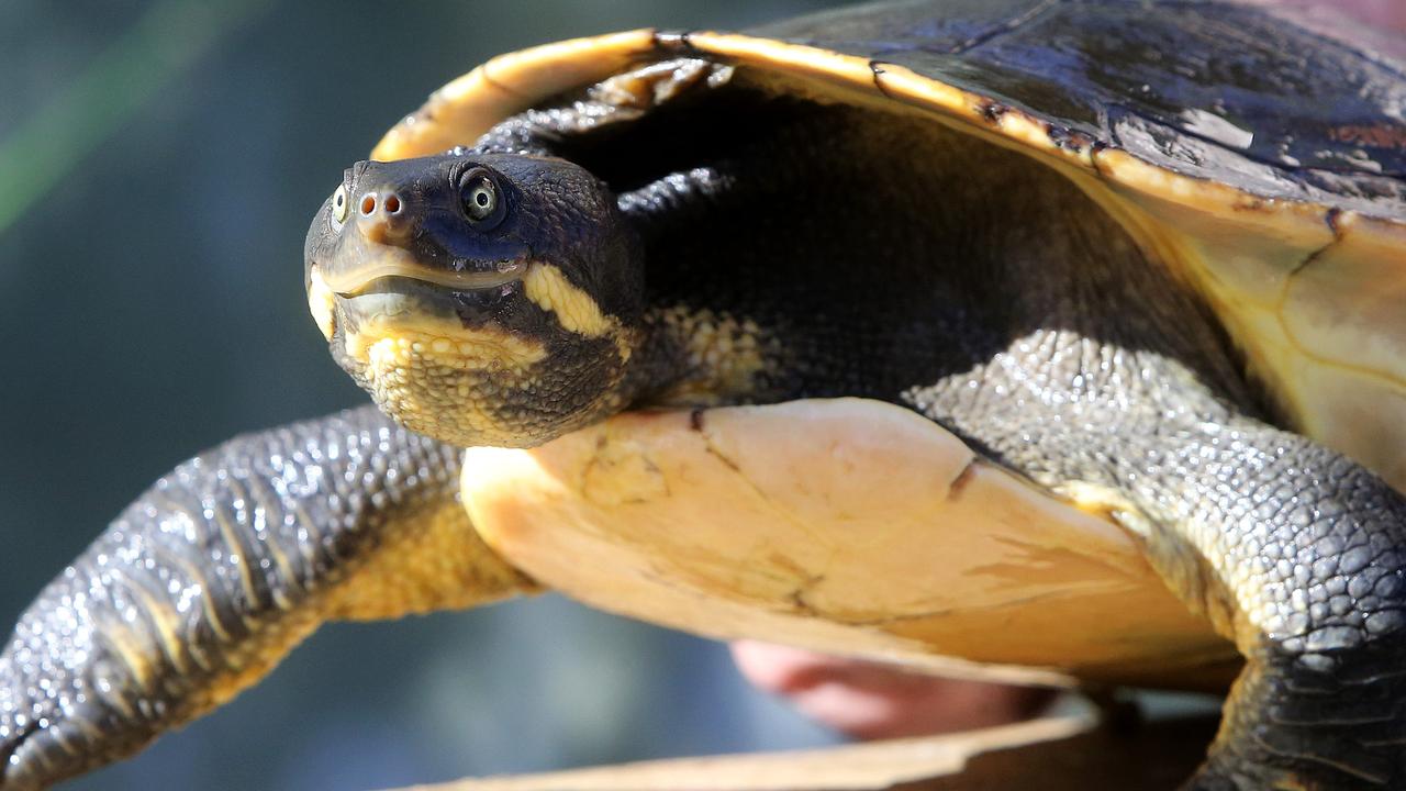 Nudgee Waterholes: Why turtles are showing up on Nudgee Rd | The ...