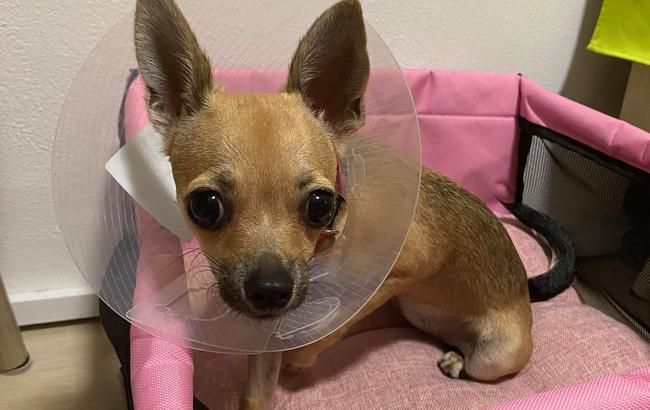 Cheslea the Chihuahua is recovering from severe injuries caused by the escalator.