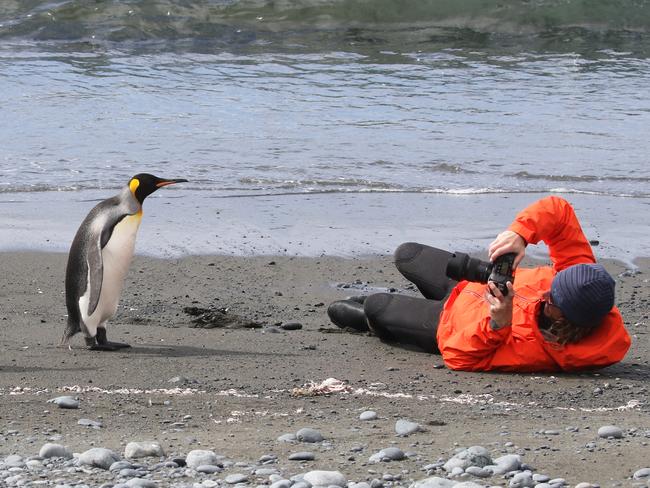 The birds are curious creatures. Picture: Matt Draper