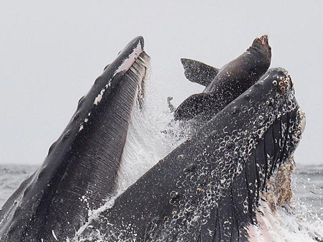 ONE TIME WEB USE ONLY - FEE APPLIES FOR REUSE - The sea lion accidently wound up in the whale's mouth. Picture: Chase Dekker Photography