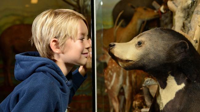 Oscar, 8, with a Sun Bear in the Mammal Collection at SA Museum. Pic: Keryn Stevens