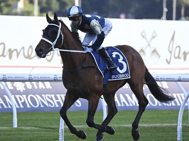 Buckaroo can land his first Australian win in the Chelmsford Stakes at Randwick. Picture: Bradley Photos