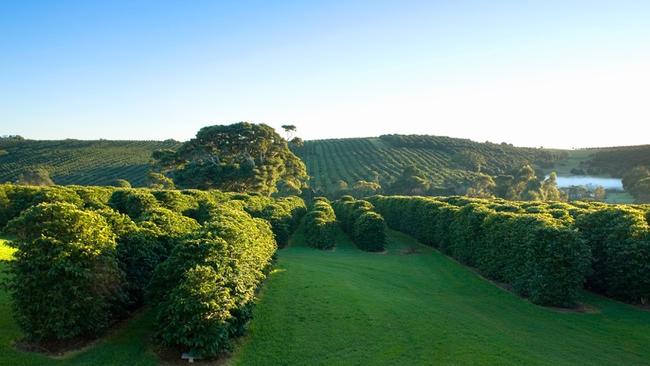 At Zentfeld’s Coffee in Newrybar, there are 30,000 trees and the team roast 20 tonnes of beans a year.