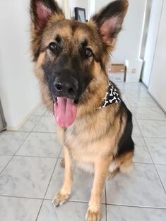 Gold Coast's cutest dogs: Bruce. Submitted by Jessica M. Otto.