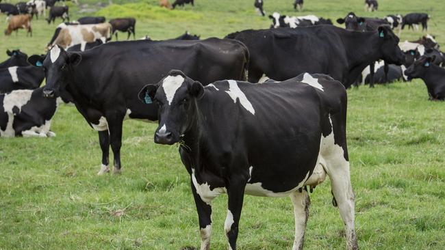 Fonterra warns high raw milk prices are putting the squeeze on its second half earnings. Picture: Zoe Phillips