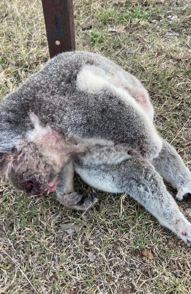 Eugenie Navarre found a dead koala on the Warrego Highway near Jondaryan between Dalby and Toowoomba and is calling for motorists to take care and for signs to be erected for the safety of our native animals.