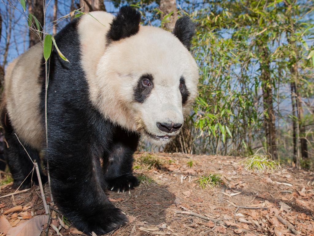 Giant Panda, China. Picture: Will Burrard Lucas/topwilldlifesites.com