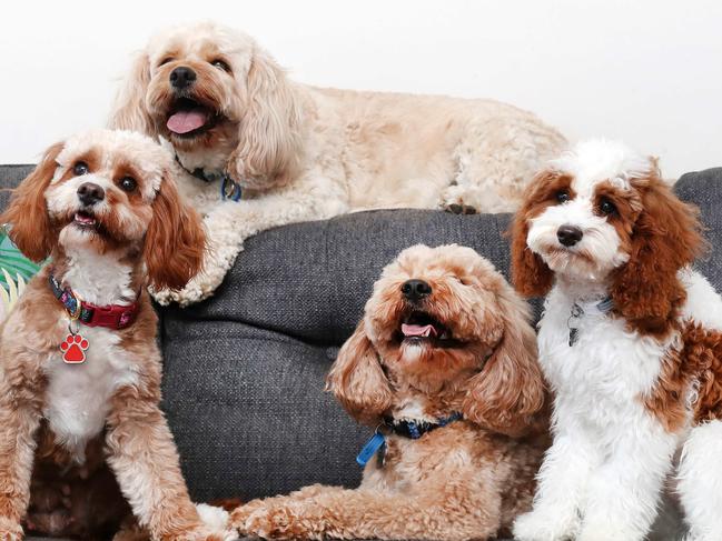 There is currently a huge demand for puppies like cavoodles Sally, 18 months, Tess, 4, Harley, 3, and Solo, 6 months. Pics Tara Croser.