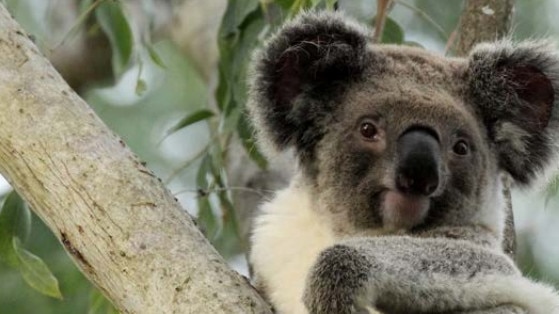 Gold Coast City Council is working to protect the remaining koalas in the city.