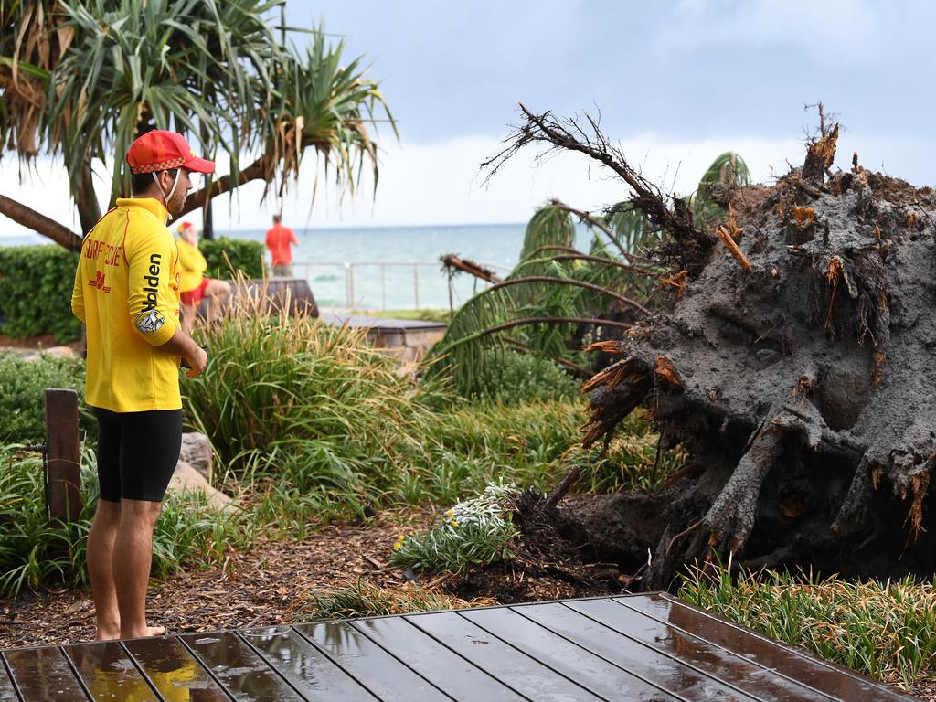 Storm over the Sunshine Coast. A large Norfolk Pine crashed down near the Alex Surf Club.