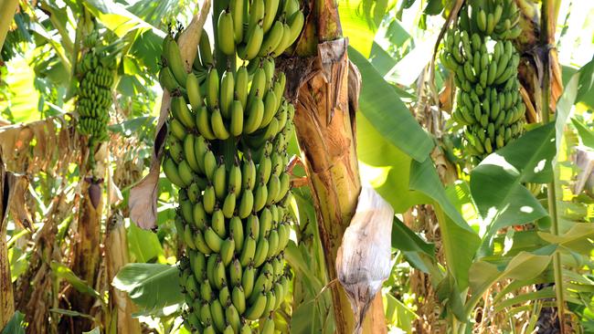 Genetically-modified Australia bananas to cure blindness in children in ...