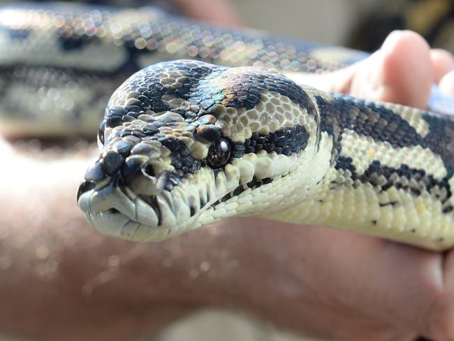 SNAKE BITE: A local has reportedly been bitten by a snake.