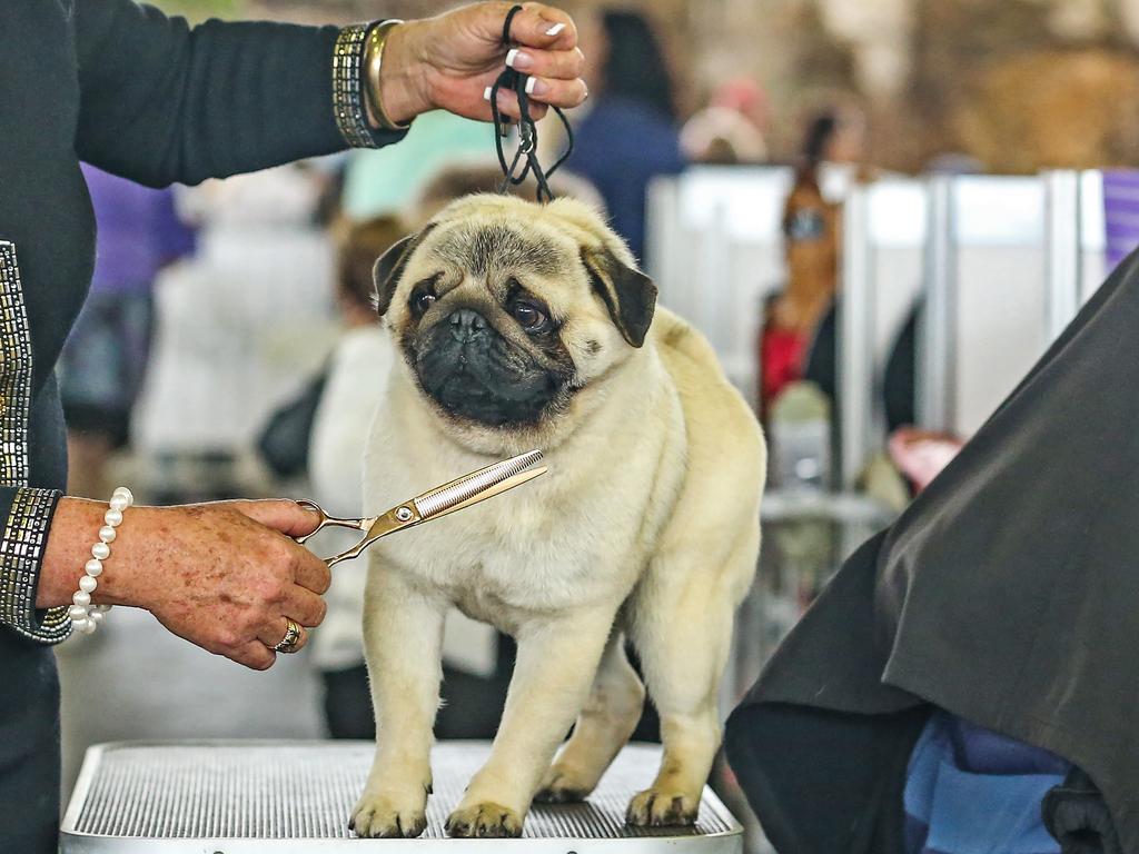 Junior the 2-year-old pug during the 2022 Ekka dog show. Picture: Zak Simmonds