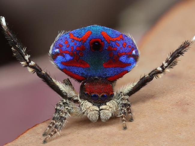 The Austrialian peacock spider goes viral, Magazine Articles