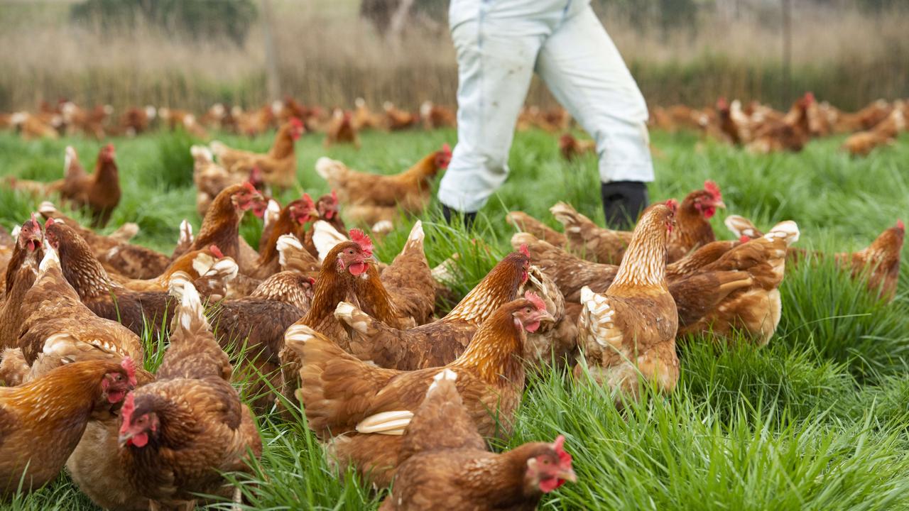 Bird flu in Australia has led to significant outbreaks in poultry farms, resulting in culling measures and heightened biosecurity protocols to prevent further spread. Picture: Zoe Phillips