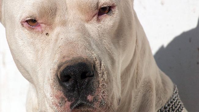 A dogo argentino