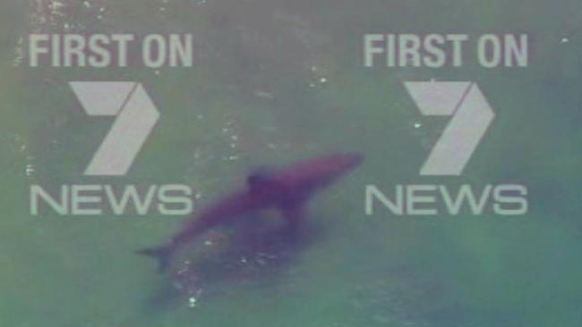 Channel 7 Twitter image of a large shark off the coast of Ballina following a shark attack. Picture: Channel 7