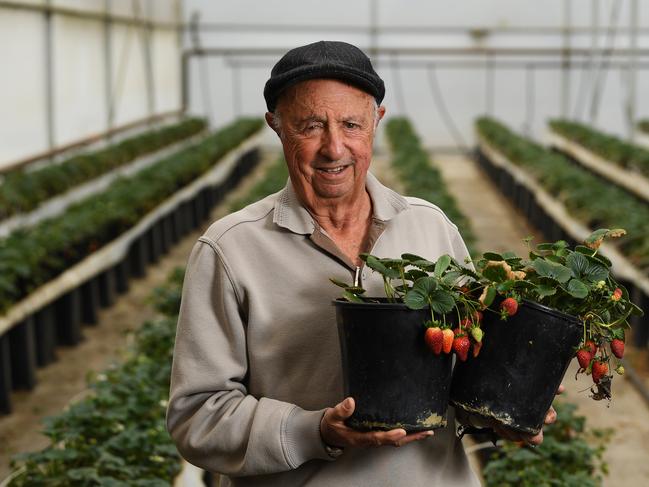 Rod Spurling with strawberries at the Gateway Yarra Valley Estate in Coldstream. Picture: James Ross