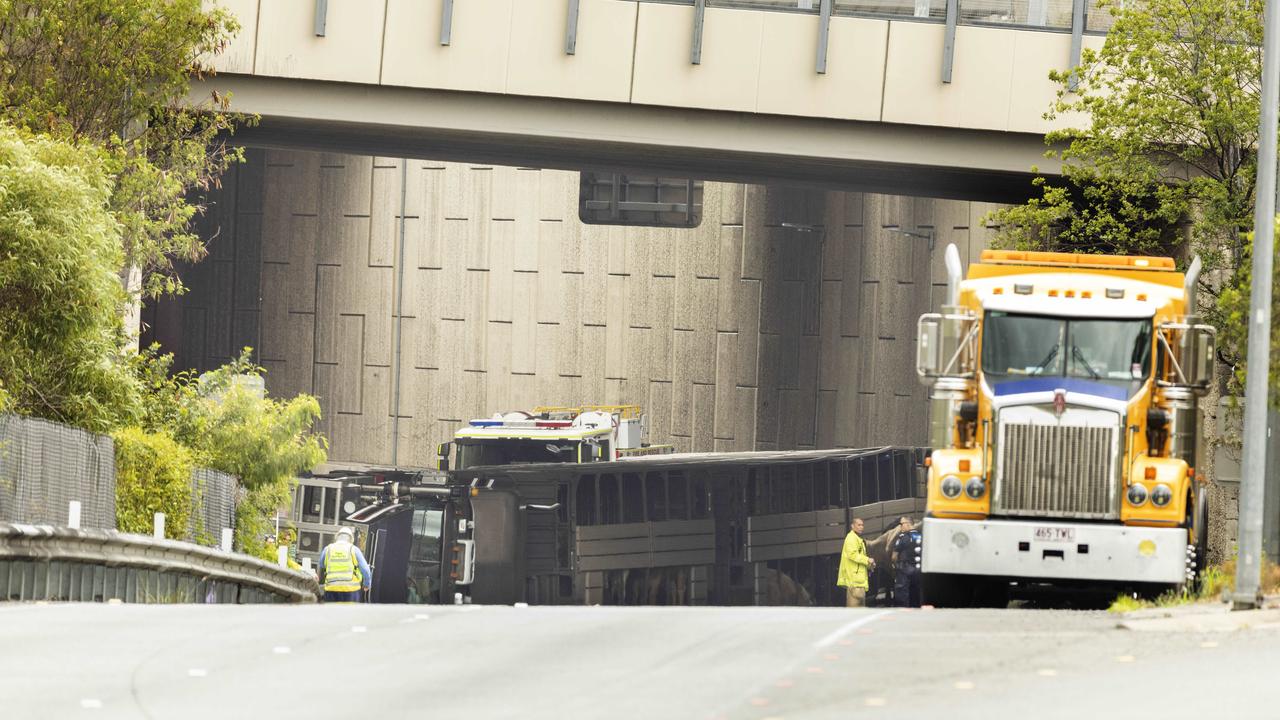 53 Cattle Injured, Road Closed After B-double Rollover On Ipswich ...