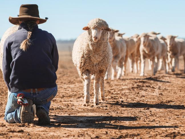 Victoria Downs Station, north of Morven, in Western Queensland, is experiencing severe drought. Picture: Lachie Millard