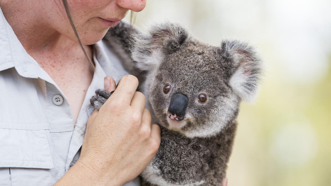 Koala, Land and Wildlife Support (KLAWS) volunteer and vet nurse Kiara Hill gives cuddles to Natalie the rescue koala. Picture: Kevin Farmer