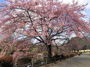 Cherry trees blossom in Tokyo's Shinjuku Gyoen National Park; top right, a hedgehog at Harry Hedgehog Café in Roppongi. Picture: Amy Lyne