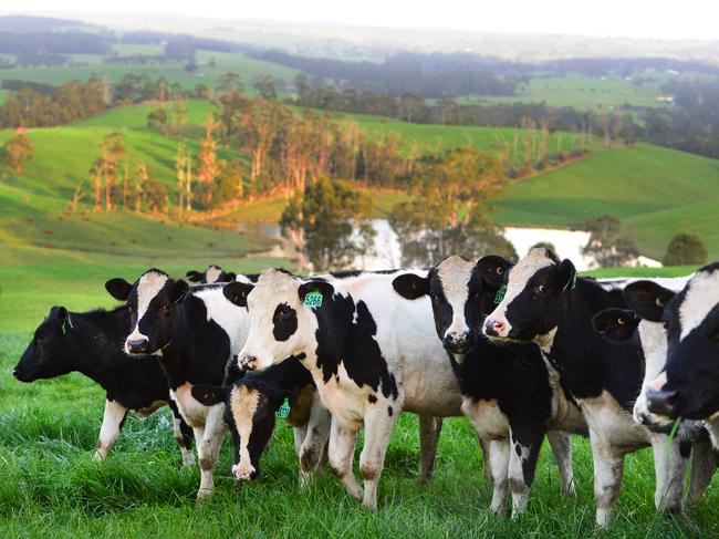 Australian dairy farmers have received record prices at the farmgate in the 2022/23 season. Picture: Zoe Phillips