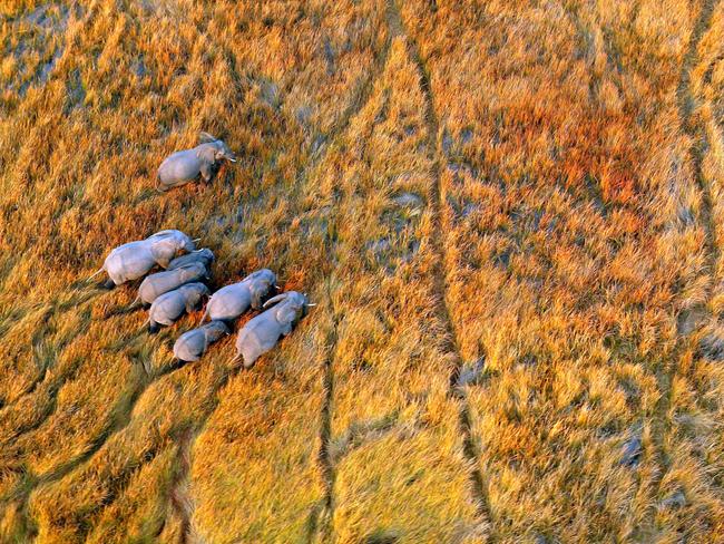 ***DIRECT SALES ONLY***PIC BY MICHAEL POLIZA/CATERS NEWS - (PICTURED: Elephants in the Okavango Delta, Botswana) - This unique birds eye collection of amazing African wildlife from German photographer Michael Poliza, 58 was taken over several trips he made across the continent in the last 10 years. Photographer and travel designer, Michael moved to Cape Town, South Africa from Hamburg about 13 years ago and just started to goof around with his camera on safari. Michael challenged himself to take photos of lions and leopards with a difference so when he said the opportunity arose to go airborne he seized it to show animals from an alternative point of view. SEE CATERS COPY. **UK USE AND SALES ONLY*****EDITORIAL USE ONLY***