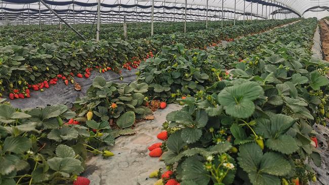 Inside Eastern Colour’s strawberry farm in Applethorpe. Photo: Contributed