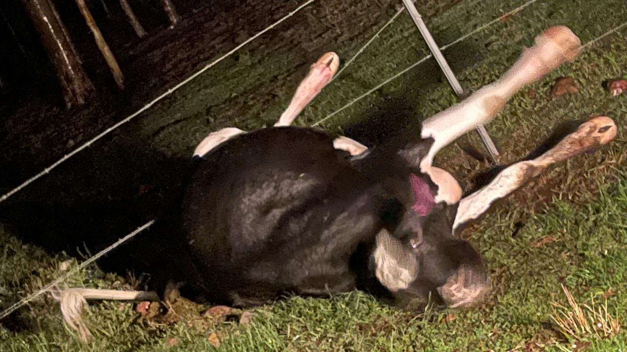 Cattle was found entangled in barbed wire, presumably spooked during the terrifying storm. Photos: Ashleigh Jensen.