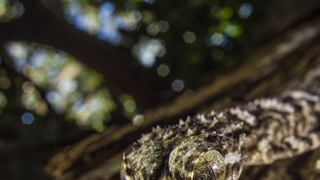 The new species of leaf-tailed gecko sits on a tree trunk in the patches of rainforest on the top of the boulder fields of the Cape Melville Range.