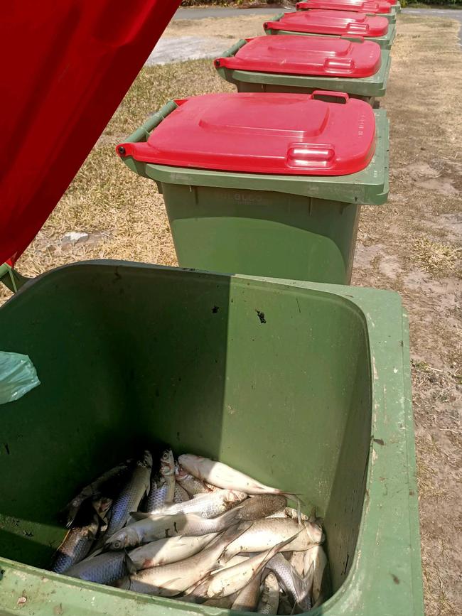 Hoards of dead fish in wheelie bins by the side of the waterway. Picture: Chris Humphrey