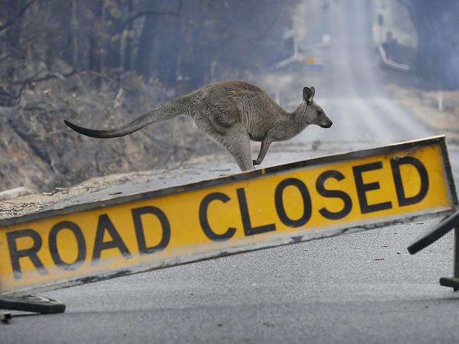 East Gippsland fires Mallacoota township. Destroyed homes in the township. A kangaroo hops across a closed road looking for feed.      Picture: David Caird