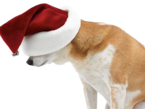 Dogecoin really doesn't seem to be enjoying any pre-Christmas cheer. Picture: Getty Images